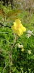 迎春花