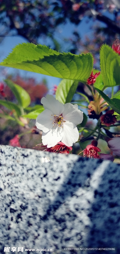 白樱花