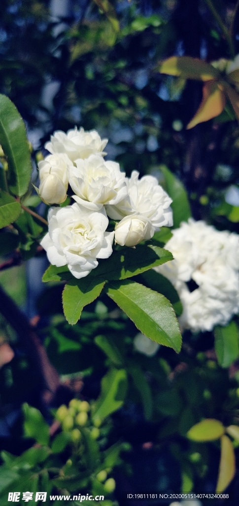 白杜鹃花/白樱花 不确定