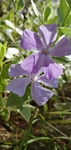蔓长春花