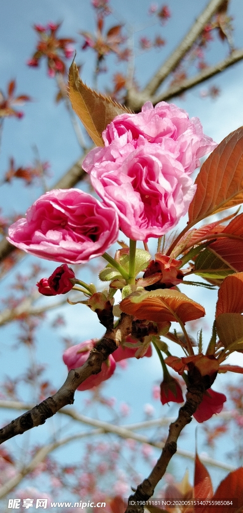 樱花
