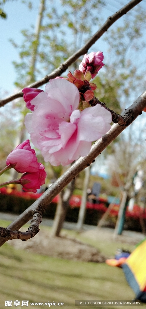 樱花