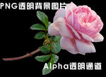 玫瑰花