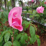 观赏花