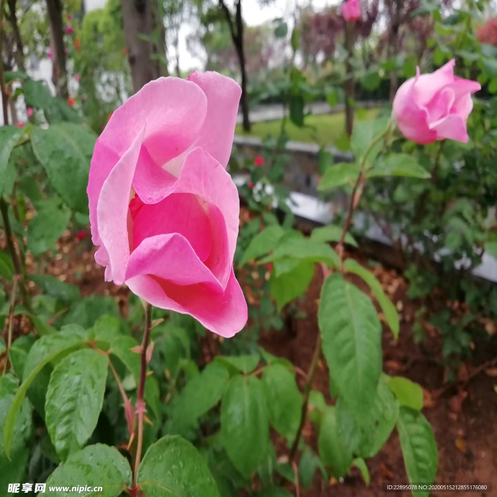 观赏花