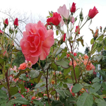 玫瑰花
