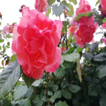 红花