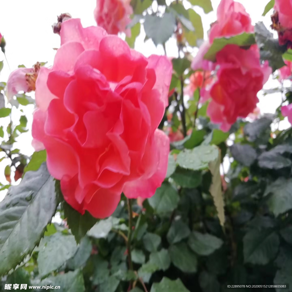 红花