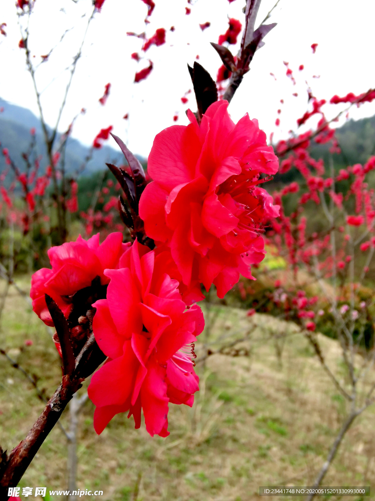 桃花