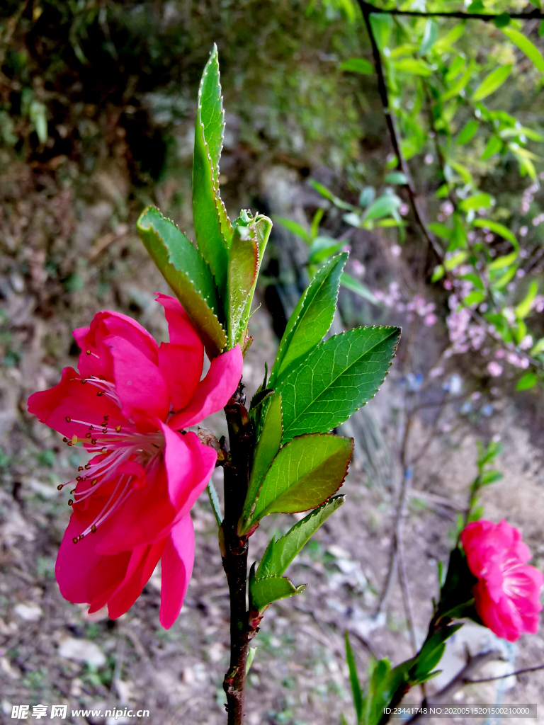 桃花