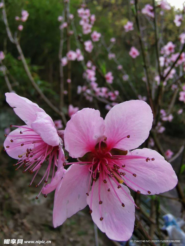 桃花