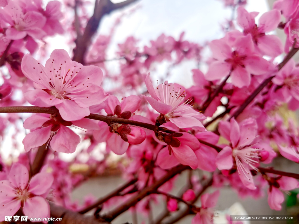 桃花
