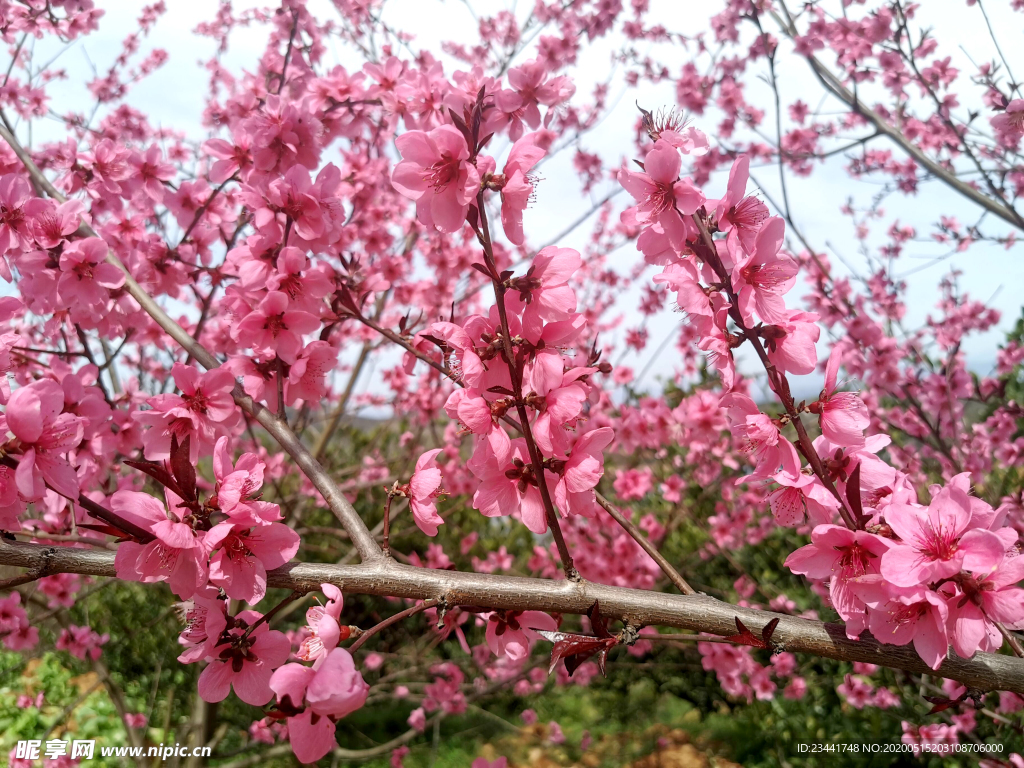 桃花