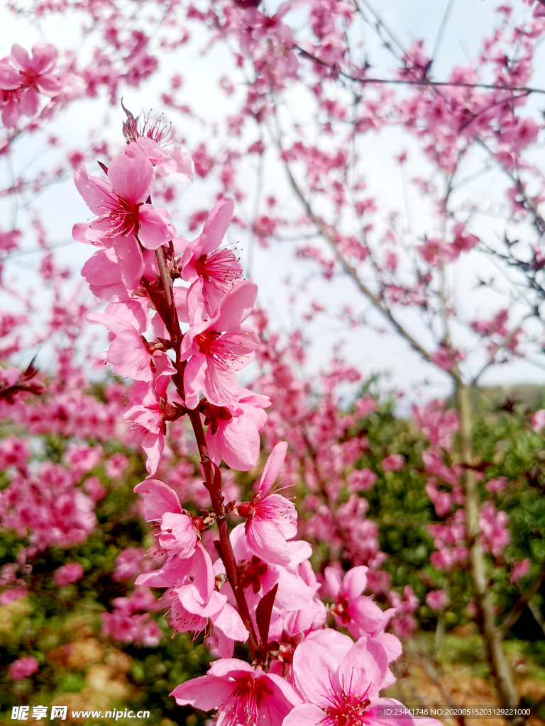 桃花