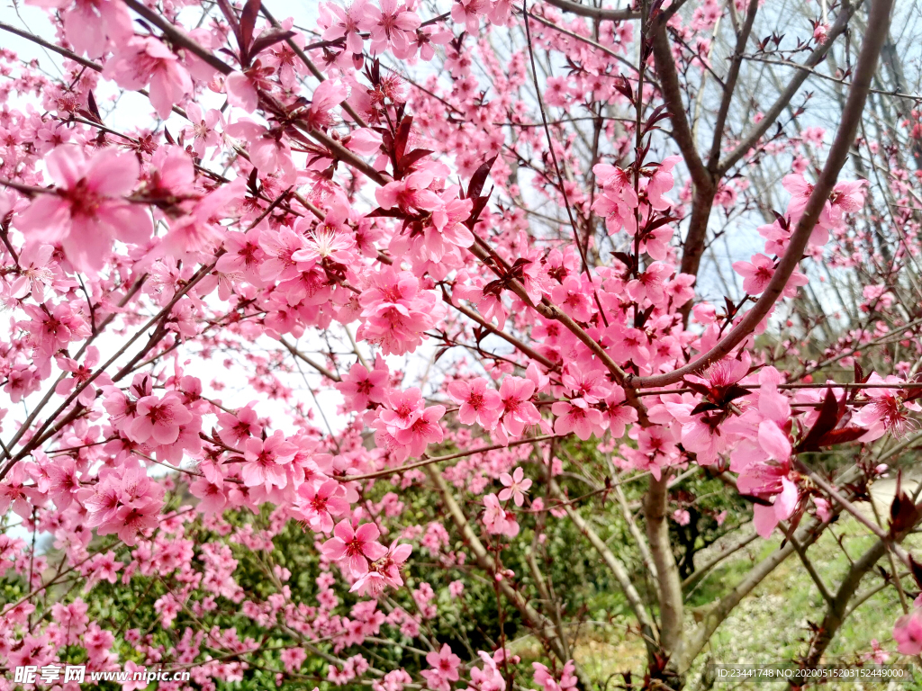 桃花