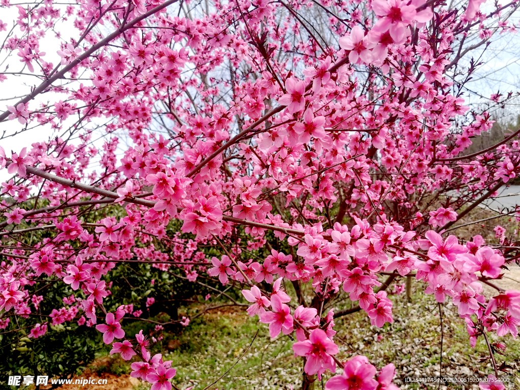 桃花