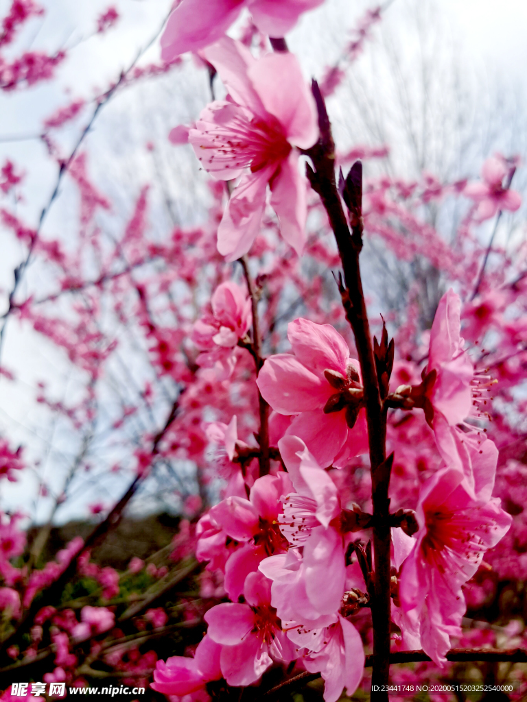 桃花