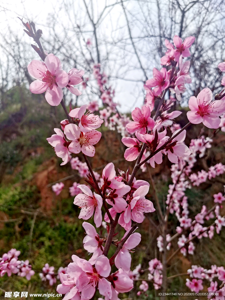 桃花