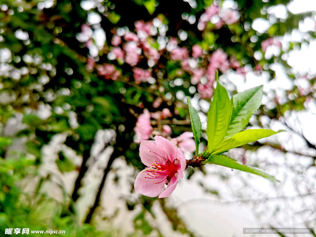 桃花