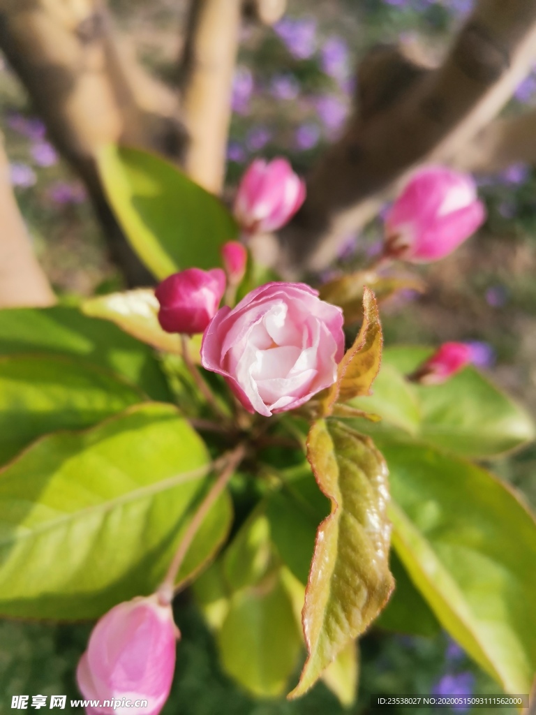 待绽放的樱花花蕊