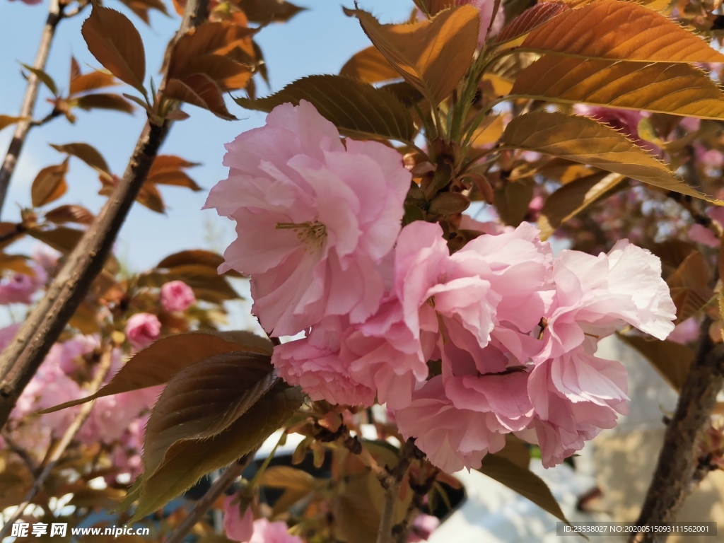 樱花花草