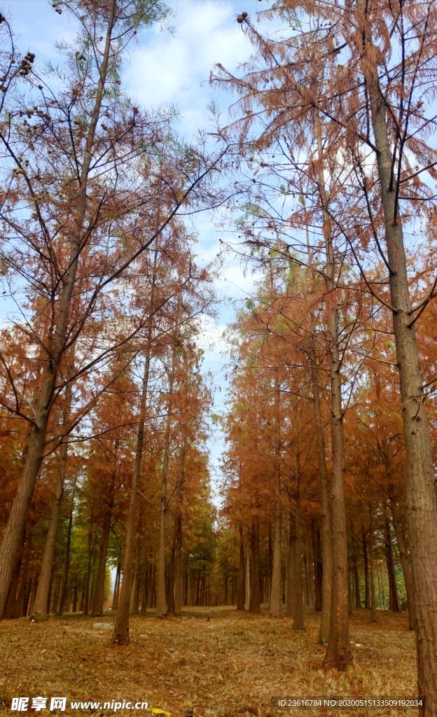 秋天杉树