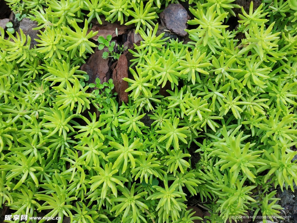 多肉植物