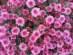 小粉菊