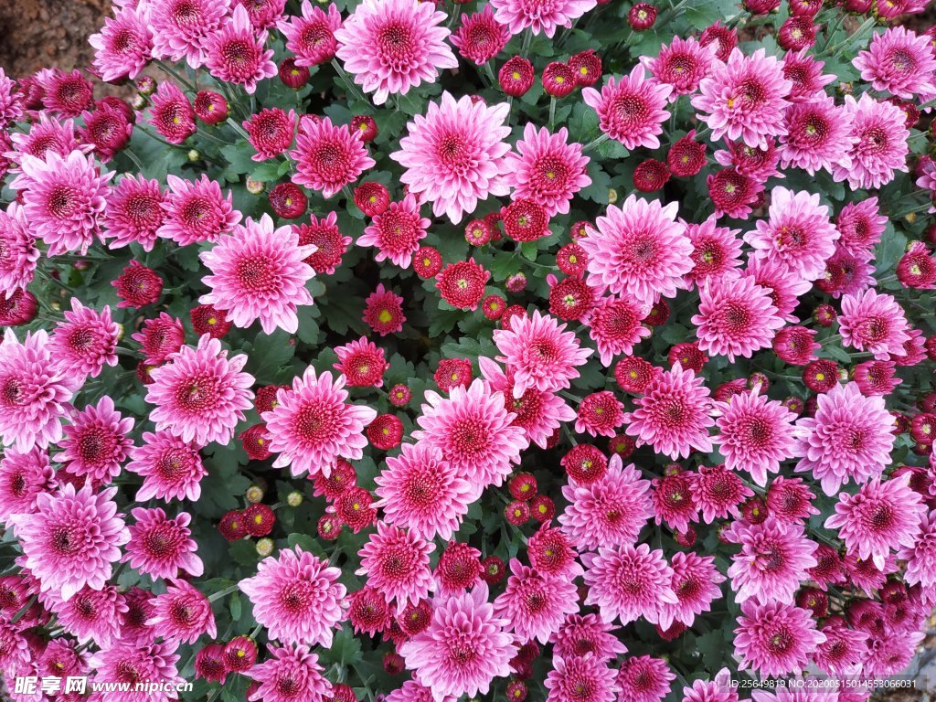 小粉菊