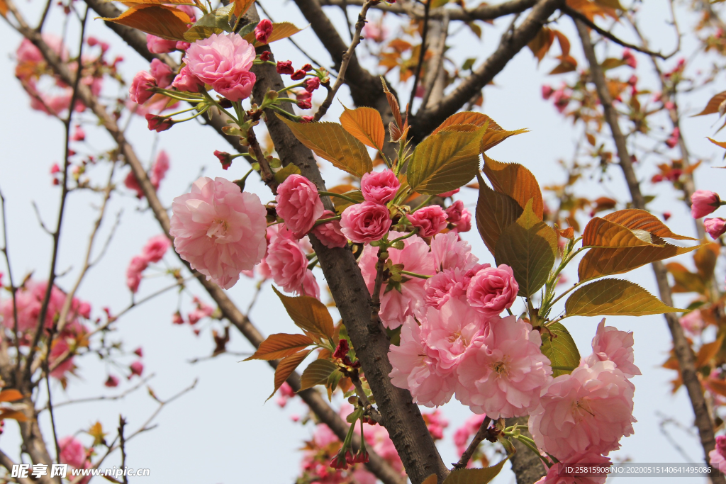 樱花桃花唯美图片