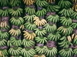 香蕉