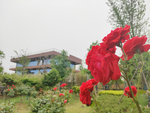 玫瑰花