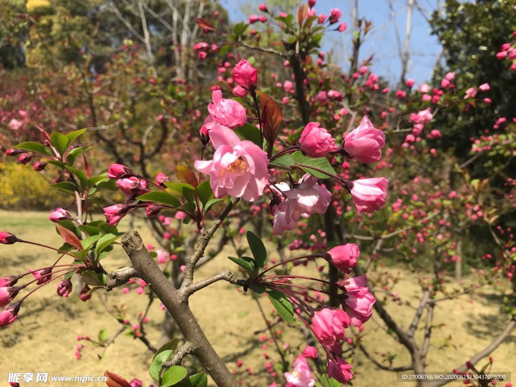 樱花摄影