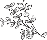黑白手绘花藤