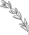 黑白手绘花藤