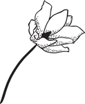 黑白手绘花藤