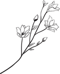 黑白手绘花藤
