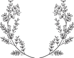 黑白手绘花藤
