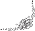 黑白手绘花藤
