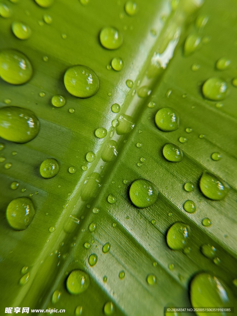 叶子