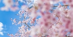 樱花 蓝天