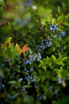 蓝莓 Blueberry