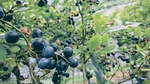 蓝莓 Blueberry
