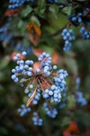 蓝莓 Blueberry