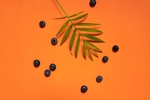 蓝莓 Blueberry