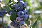 蓝莓 Blueberry