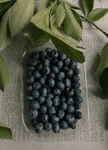 蓝莓 Blueberry