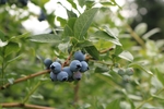 蓝莓 Blueberry