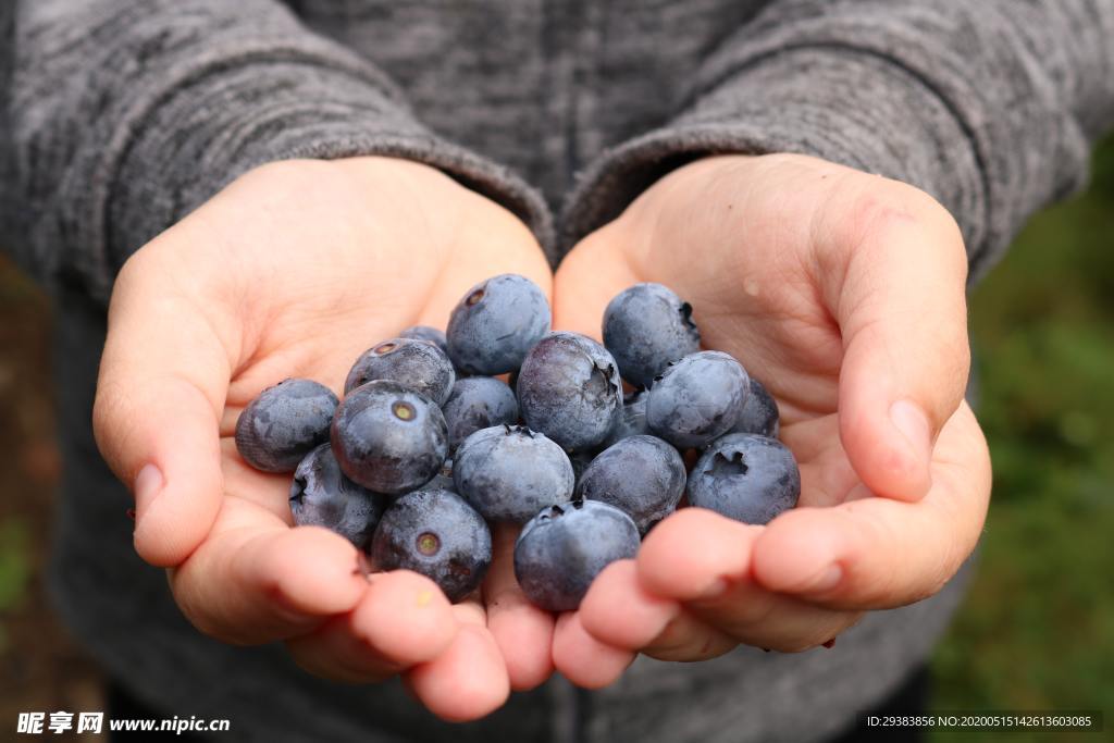 蓝莓 Blueberry