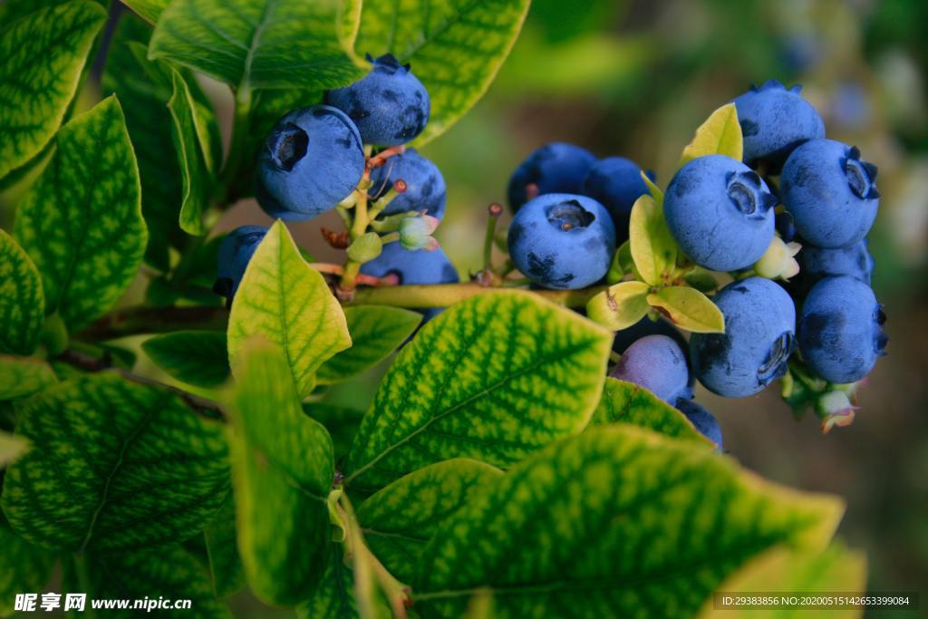 蓝莓 Blueberry